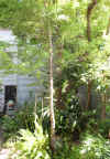 0-COURTyard0002.jpg (875872 bytes)
