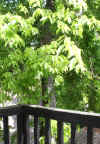 0-COURTyard0010.jpg (645797 bytes)